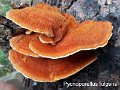 Pycnoporellus fulgens-amf1552-3